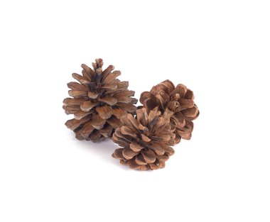 Çam kozalakları beyaz arka planda izole edilmiş..