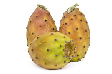 Hint inciri, opuntia