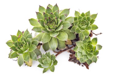 Sempervivum tectorum, Houseleek