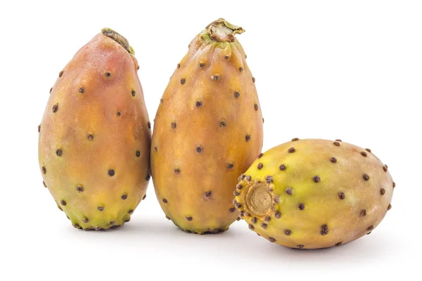 Prickly peren, opuntia — Stockfoto