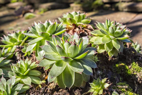 Sempervivum tectorum, Hogares —  Fotos de Stock