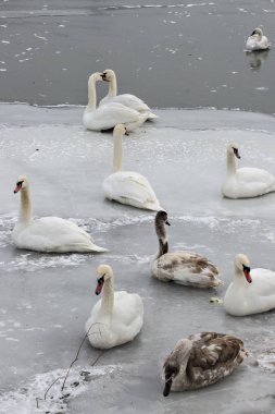 Sessiz kuğu, kuğu rengi
