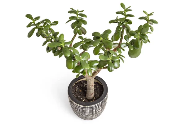 Árbol Crassula ovata — Foto de Stock