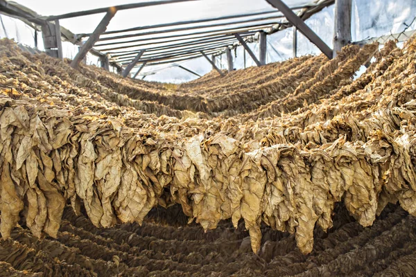 Cultivated tobacco leaves