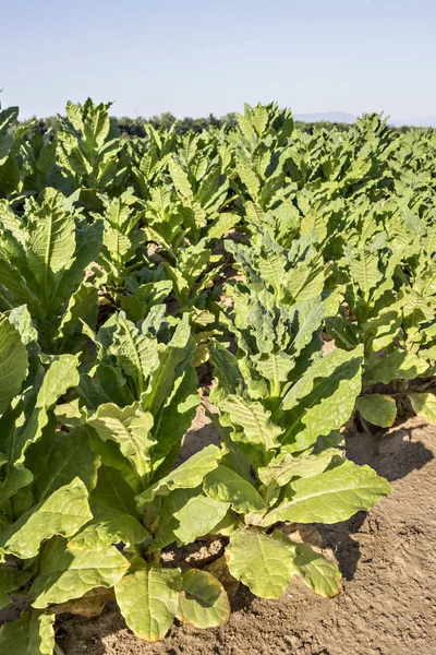 Hojas de tabaco cultivadas — Foto de Stock