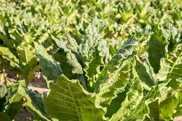 Hojas de tabaco cultivadas — Foto de Stock