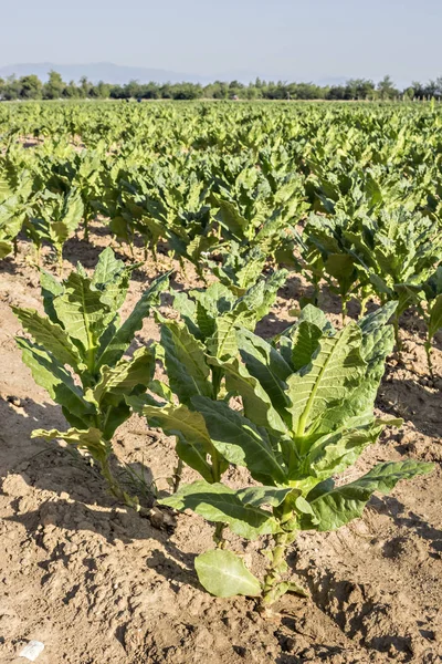 Hojas de tabaco cultivadas — Foto de Stock