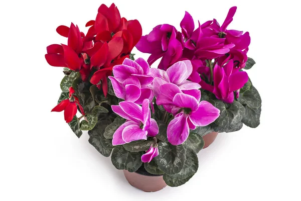 Cyclamen persicum em um vaso de flores — Fotografia de Stock