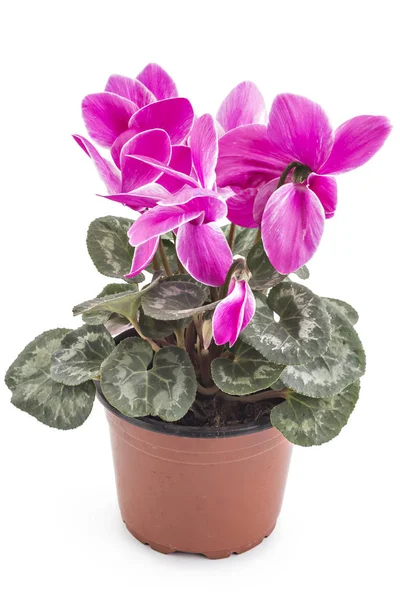 Cyclamen persicum em um vaso de flores — Fotografia de Stock