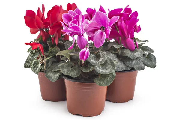 Cyclamen persicum en maceta — Foto de Stock