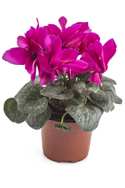 Cyclamen persicum i en blomkruka — Stockfoto