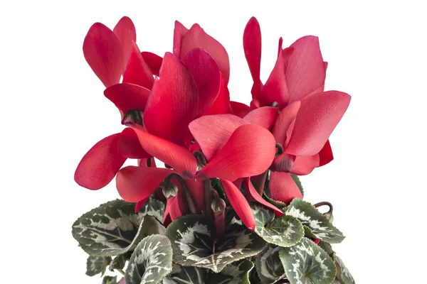 Cyclamen persicum em um vaso de flores — Fotografia de Stock