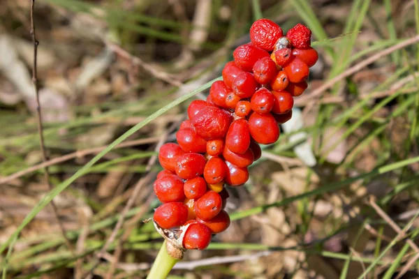 Arum maculatum bitki