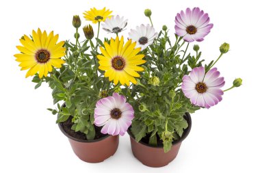 Genç güller Bahçe