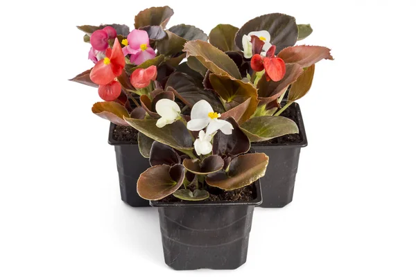 Begonia fiatal kerti viasz — Stock Fotó