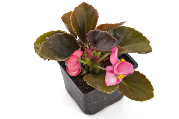 Begonia fiatal kerti viasz — Stock Fotó