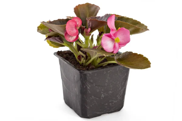 Begonia fiatal kerti viasz — Stock Fotó