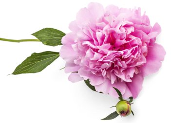 Pembe şakayık çiçeği