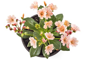 Portakal çiçekleri Hippeastrum