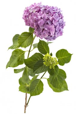 Ortanca flowerheads, Hydrangea macrophylla