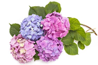 Ortanca flowerheads, Hydrangea macrophylla