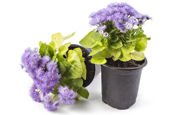 Pluizig blauwe Ageratum houstonianum — Stockfoto