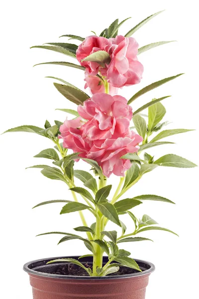 Çiçek Bahçe Balsam