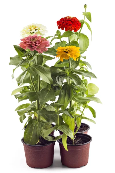 Colorfull zinnia blommor, Zinnia Elegans — Stockfoto