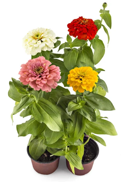 Colorfull zinnia flowers, Zinnia Elegans — Stock Photo, Image