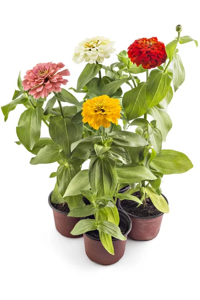 Farbenfrohe Zinnia-Blumen, Zinnia elegans — Stockfoto