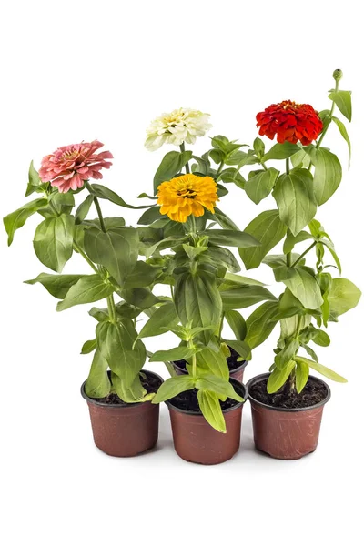 Colorfull zinnia blommor, Zinnia Elegans — Stockfoto