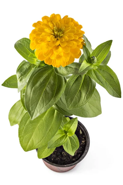 Colorfull fiori zinnia, Zinnia Elegans — Foto Stock