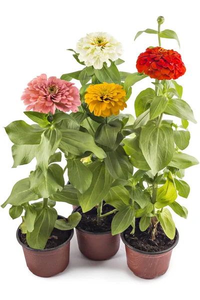 Flores de zinnia coloridas, Zinnia Elegans — Foto de Stock