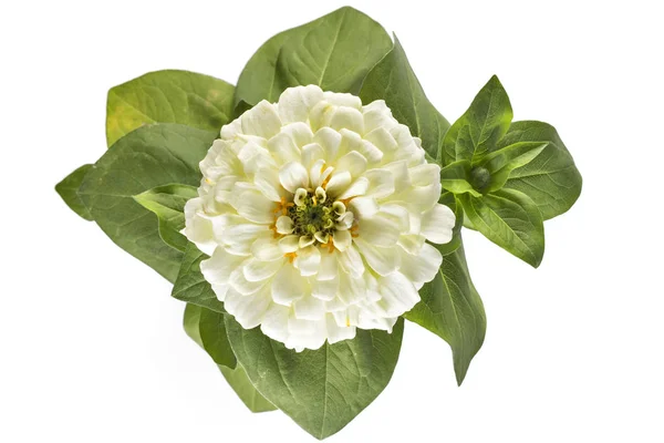 Derma zinnia çiçekler, Zinnia Elegans