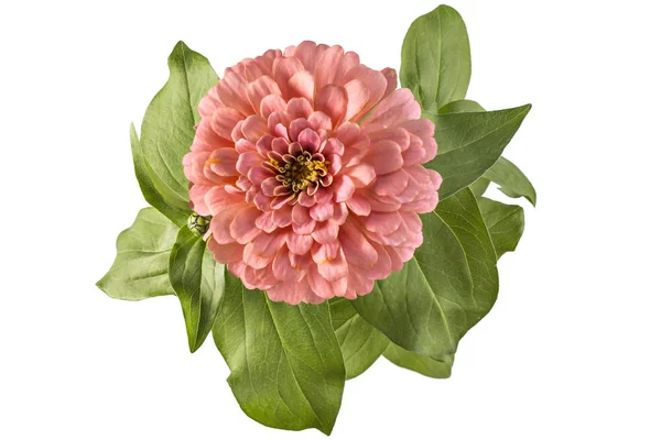 Kolorowe kwiaty Cynia, Cynia wytworna — Zdjęcie stockowe
