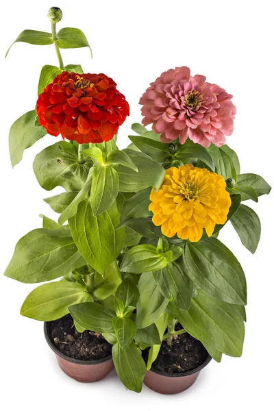 Colorfull zinnia flowers, Zinnia Elegans — Stock Photo, Image