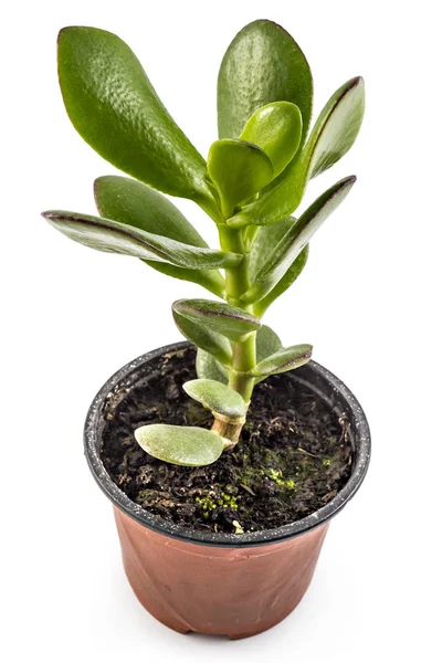 Crassula ovata árvore em vaso de flores — Fotografia de Stock