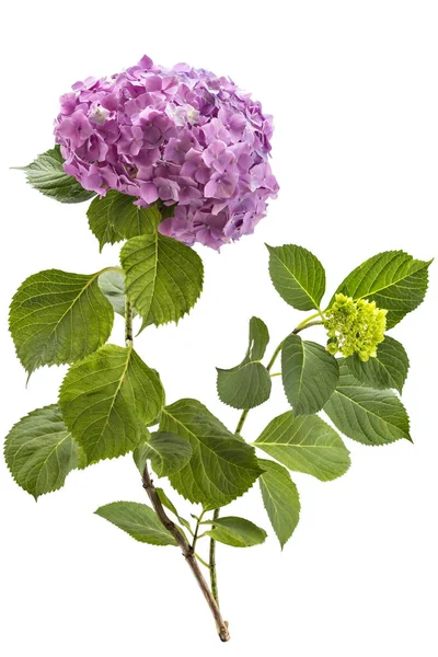 Ortanca flowerheads, Hydrangea macrophylla — Stok fotoğraf