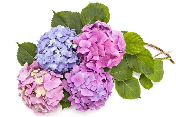 Hydrangea virágzattal, Hortenzia — Stock Fotó