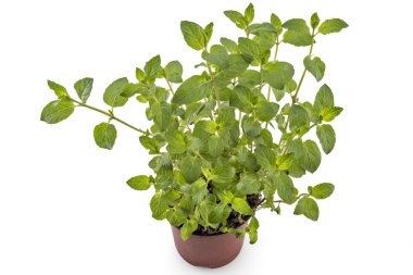 Beyaz arka plan üzerinde izole çiçek tencerede taze genç nane. Mentha spicata. Naneli yeşil yapraklar, sağlıklı aroma