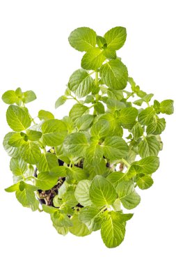 Beyaz arka plan üzerinde izole çiçek tencerede taze genç mojito nane. Mojito yeşil yapraklar, sağlıklı aroma