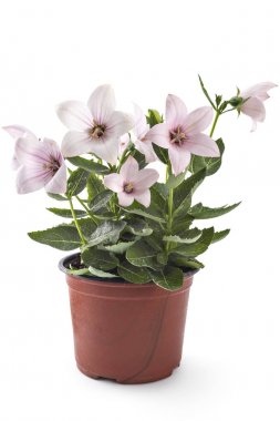 Platycodon, Platycodon grandiflorus, gül çiçeği veya beyaz arka plan üzerinde izole bellflowers çiçek tencerede. Yaz aylarında açan gül Platycodon balon çiçek