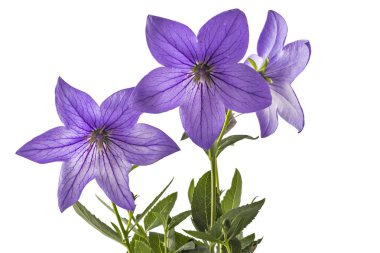 Platycodon, Platycodon grandiflorus, Menekşe çiçek veya bellflowers, beyaz arka plan üzerinde izole. Balon çiçek çiçeklenme yaz aylarında mor Platycodon