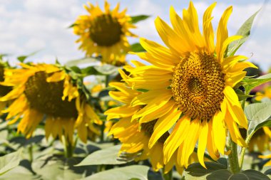 Ayçiçekleri alanı yaz mavi gökyüzü ve parlak güneş ışığı altında