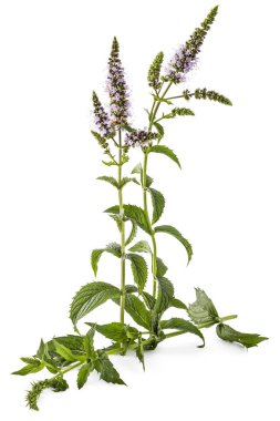Taze genç nane beyaz arka plan üzerinde izole çiçekli bitki. Mentha spicata. Naneli yeşil yapraklar, sağlıklı aroma