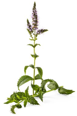 Taze genç nane beyaz arka plan üzerinde izole çiçekli bitki. Mentha spicata. Naneli yeşil yapraklar, sağlıklı aroma