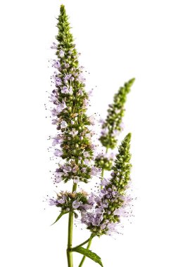 Beyaz arka plan üzerinde izole taze genç nane çiçekler. Mentha spicata, sağlıklı aroma