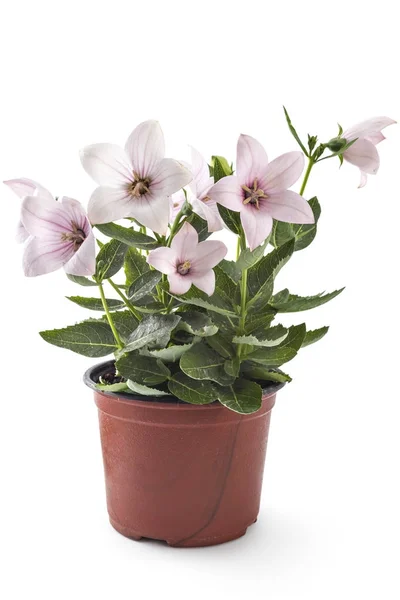 Rózsa Virága Platycodon Platycodon Grandiflorust Vagy Bellflowers Virágcserép Elszigetelt Fehér — Stock Fotó