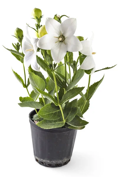 Vit Blomma Hojfeber Hojfeber Grandiflorus Eller Blåklockor Isolerad Vit Bakgrund — Stockfoto