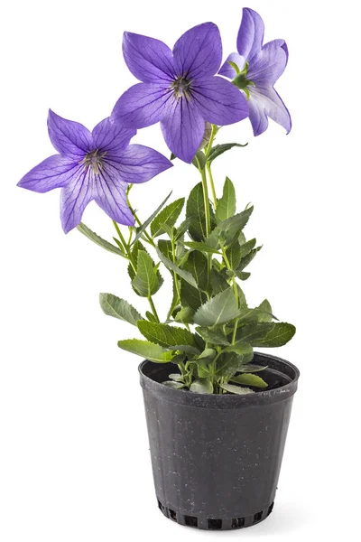 Lila Virág Platycodon Platycodon Grandiflorust Vagy Bellflowers Virágcserép Elszigetelt Fehér — Stock Fotó